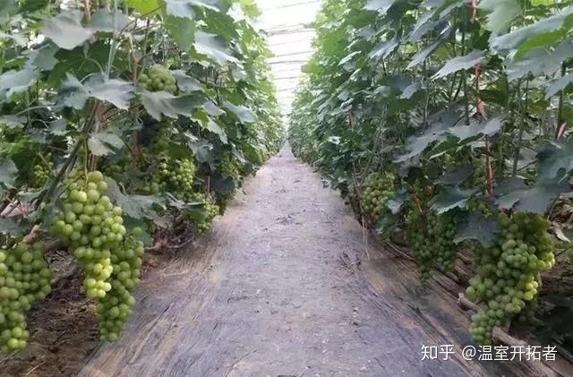 探索自然美景之旅，最新葡萄大棚种植模式揭秘