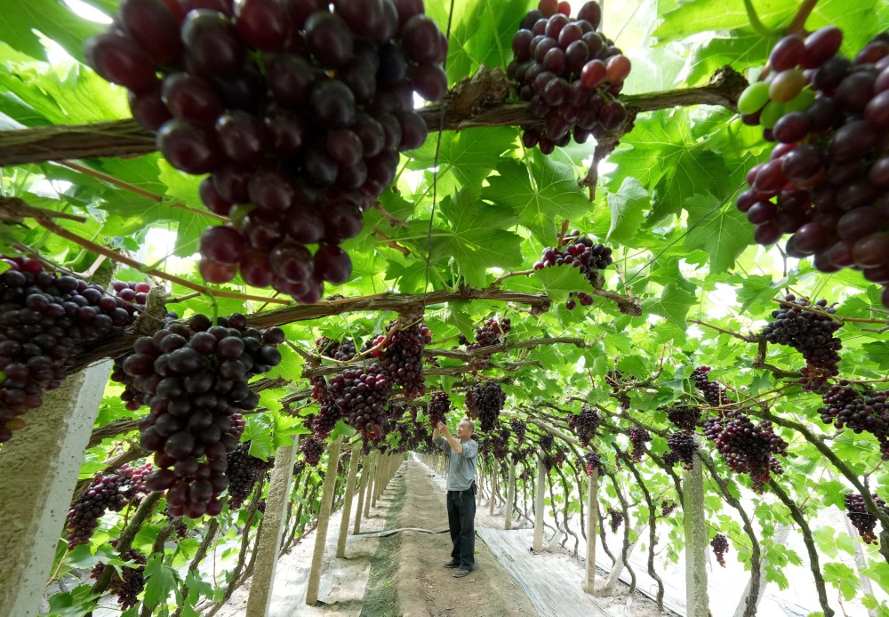 探索自然美景之旅,最新葡萄大棚种植模式揭秘