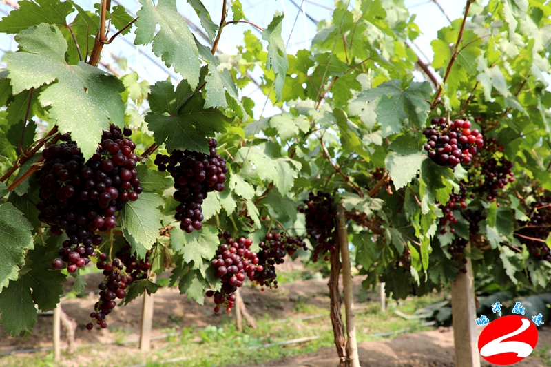 探索自然美景之旅,最新葡萄大棚种植模式揭秘