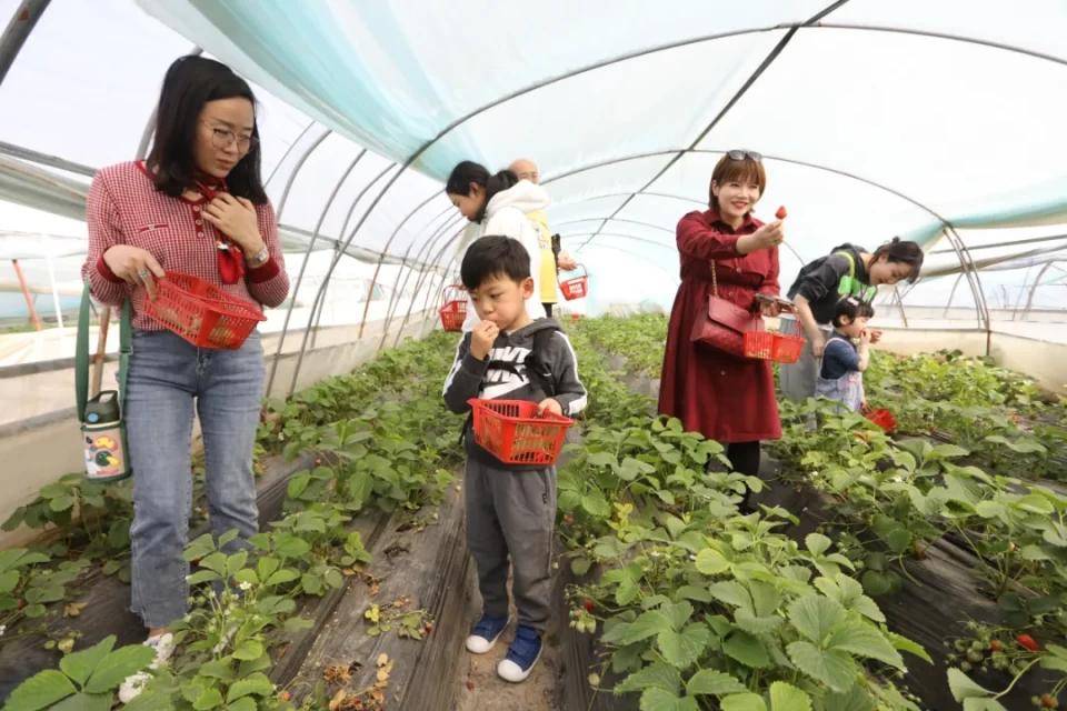 沣西新城马王发展双刃剑效应，最新消息与影响分析