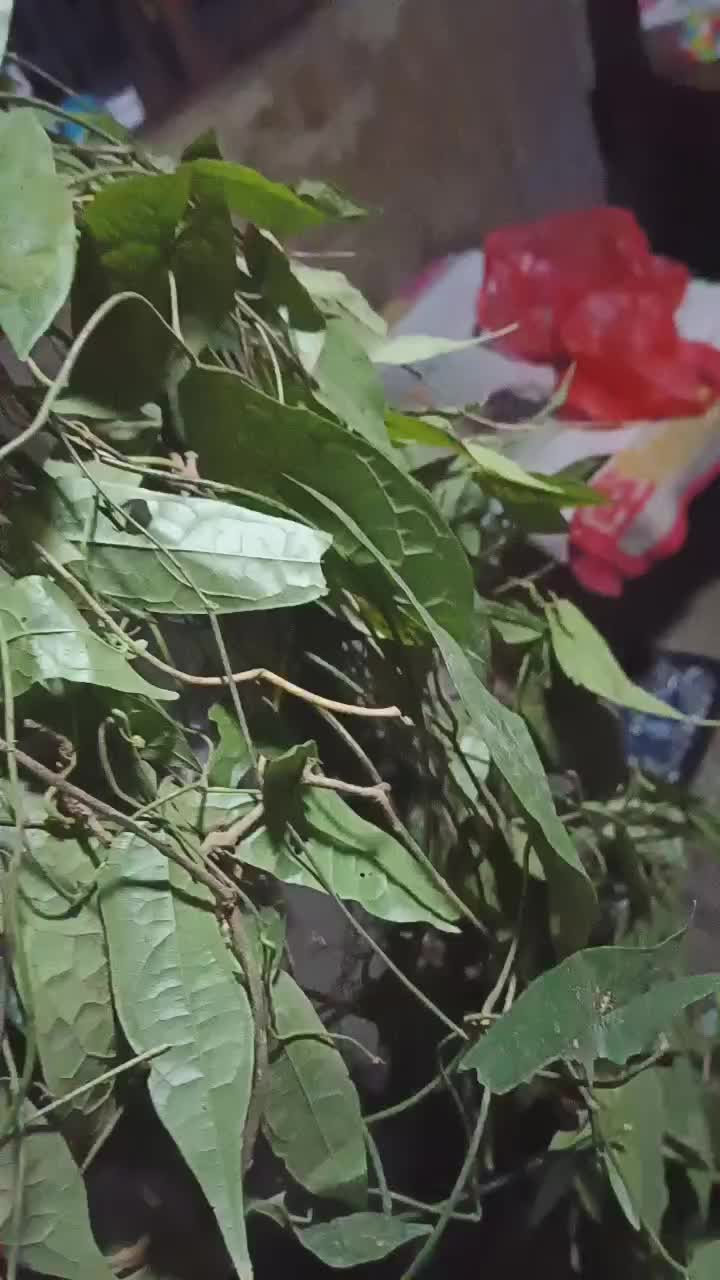 金果榄最新市场行情概览