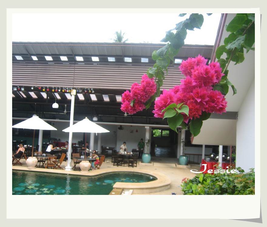 藏花阁最新观点阐述与深度解析