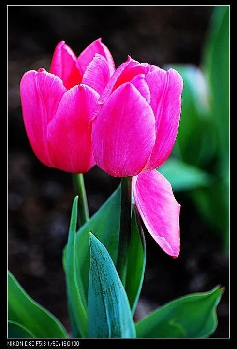 最新郁金香，小巷深处的芬芳馥郁之美