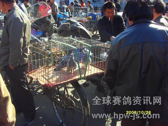 北京鸽市繁荣景象与发展趋势揭秘,最新动态与未来展望