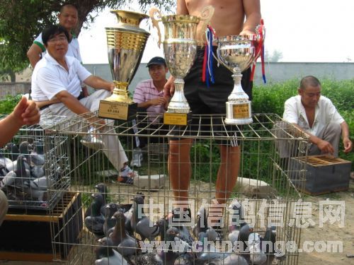 北京鸽市繁荣景象与发展趋势揭秘,最新动态与未来展望