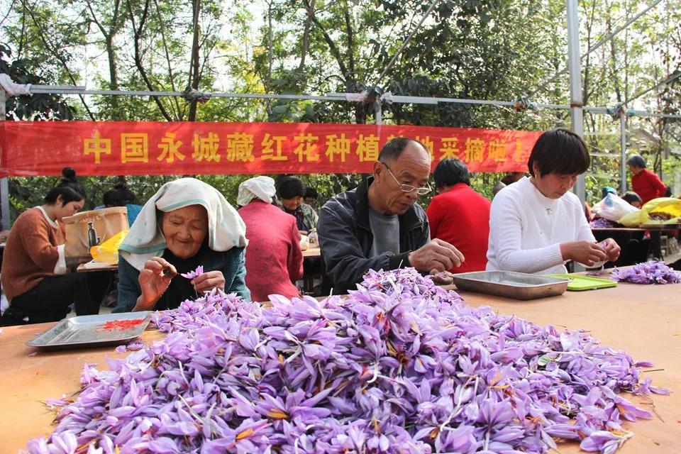 亳州白芷行情深度解析，市场走势及行情概览