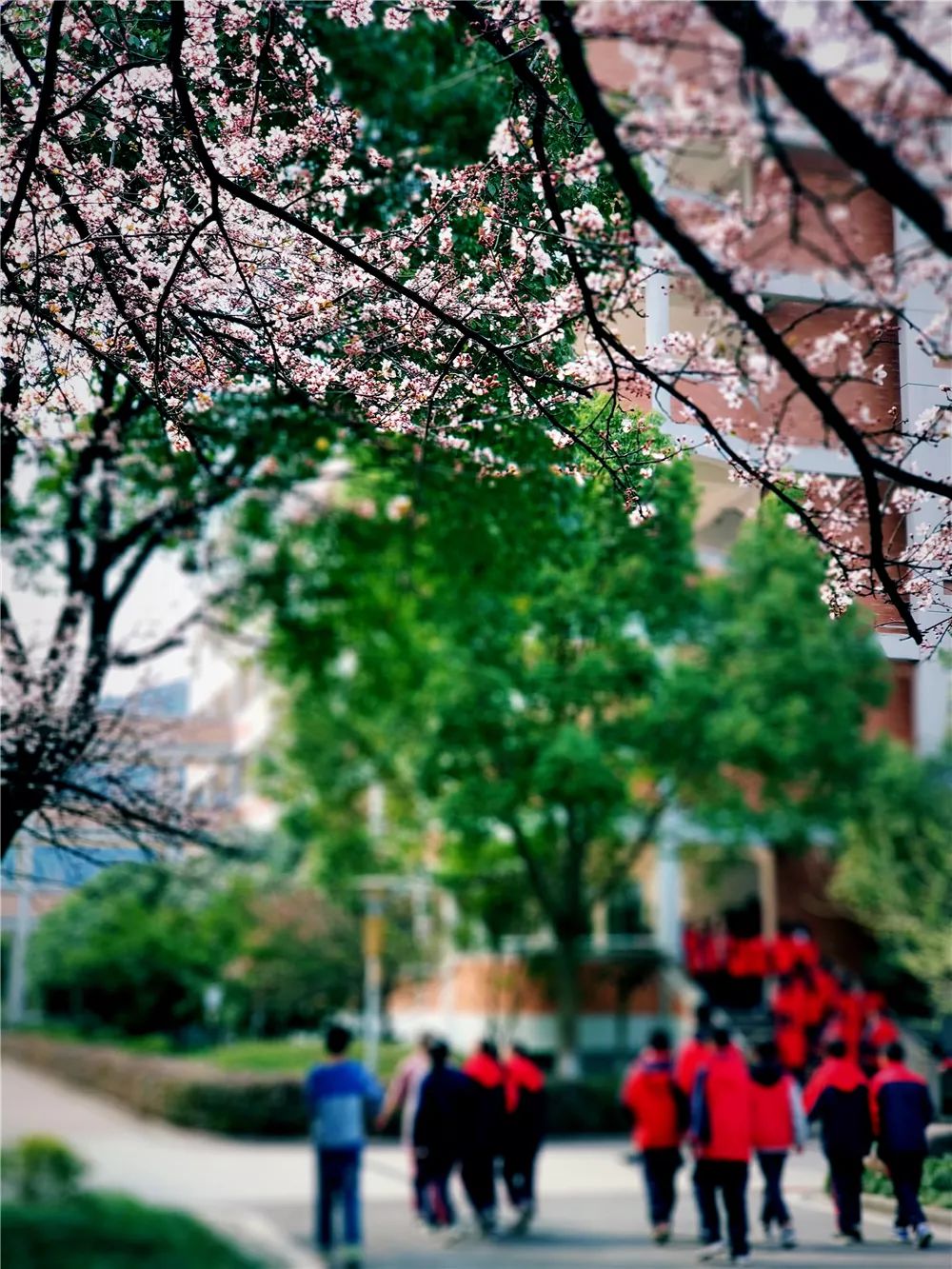 校园风采新照，展现青春风采的照片集锦