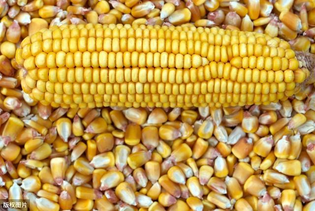 秋日玉米情缘，温情故事与行情回顾