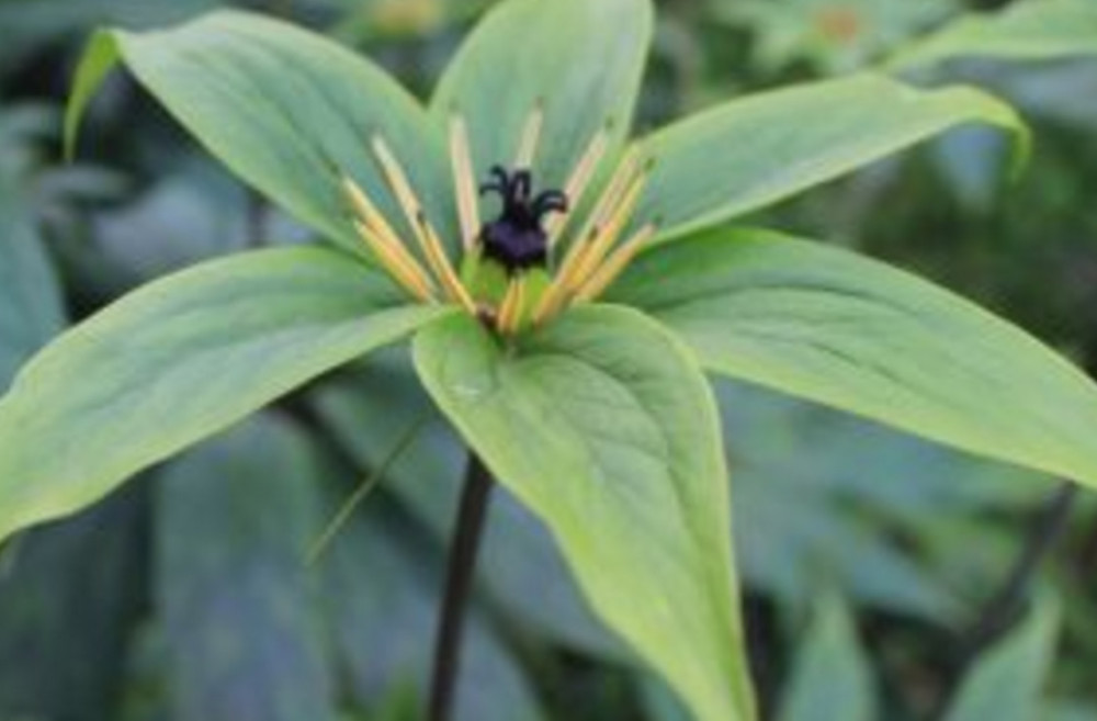 重楼最新价格全面解析与深度了解