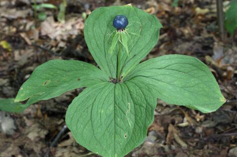 重楼最新价格全面解析与深度了解