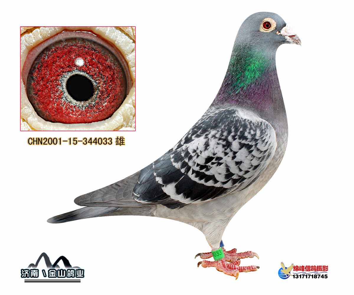 顺义信鸽公棚最新通告,顺义信鸽公棚最新通告——任务完成指南