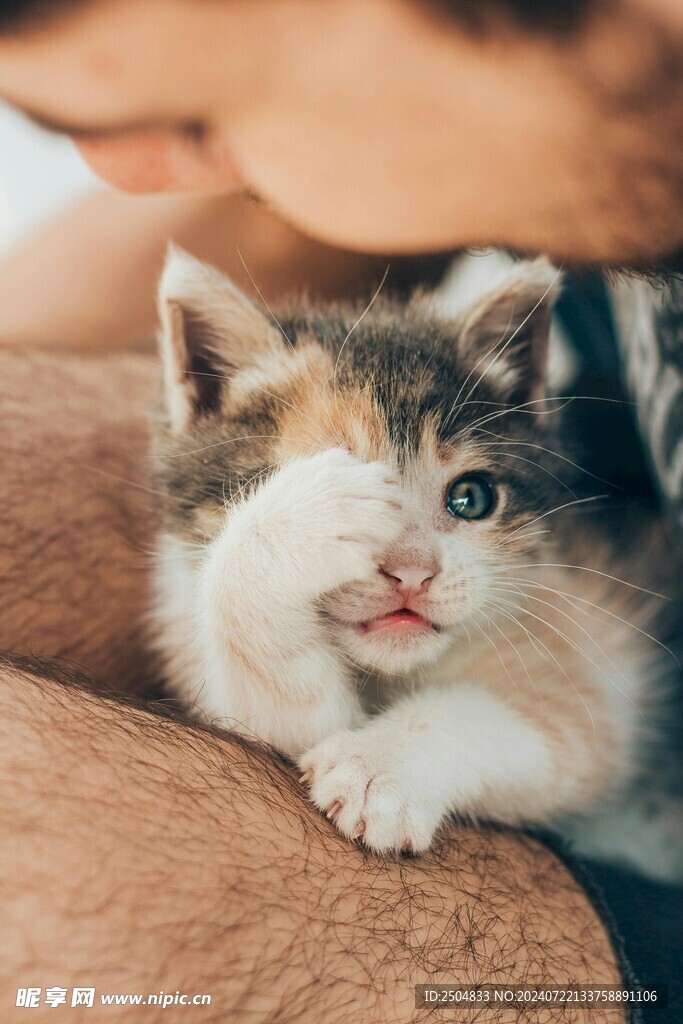 猫咪最新官网观点论述全解析