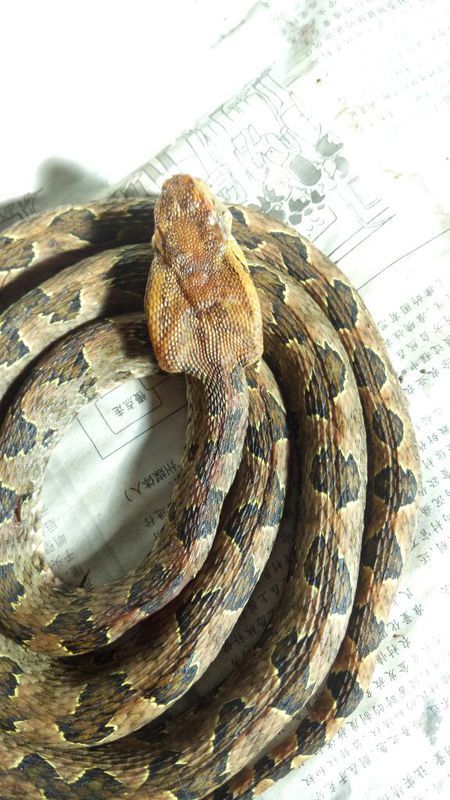 蜕变中的自信与成就，蛇的行情展望