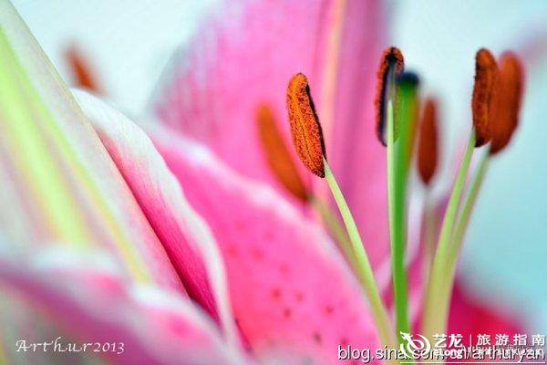 荷兰最新款式引领全球时尚潮流,成为时尚达人首选!