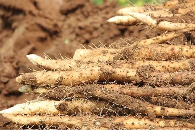 铁棍山药上市时间及详细步骤指南