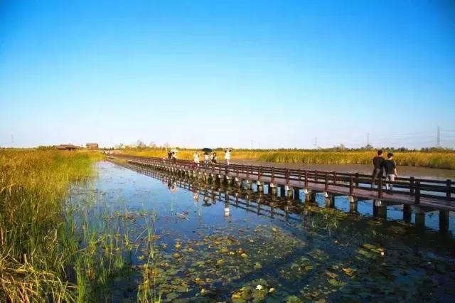 东景湿地公园最新动态与日常趣事分享