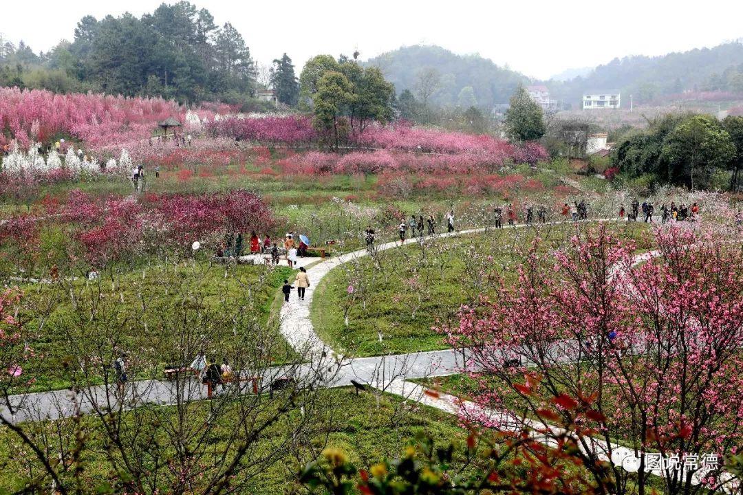 常德最新疫情动态步骤指南，初学者与进阶用户必读