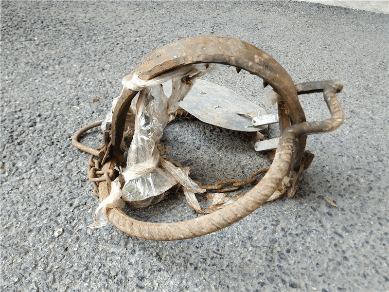 新款野猪夹子,现代狩猎与土地管理的必备利器