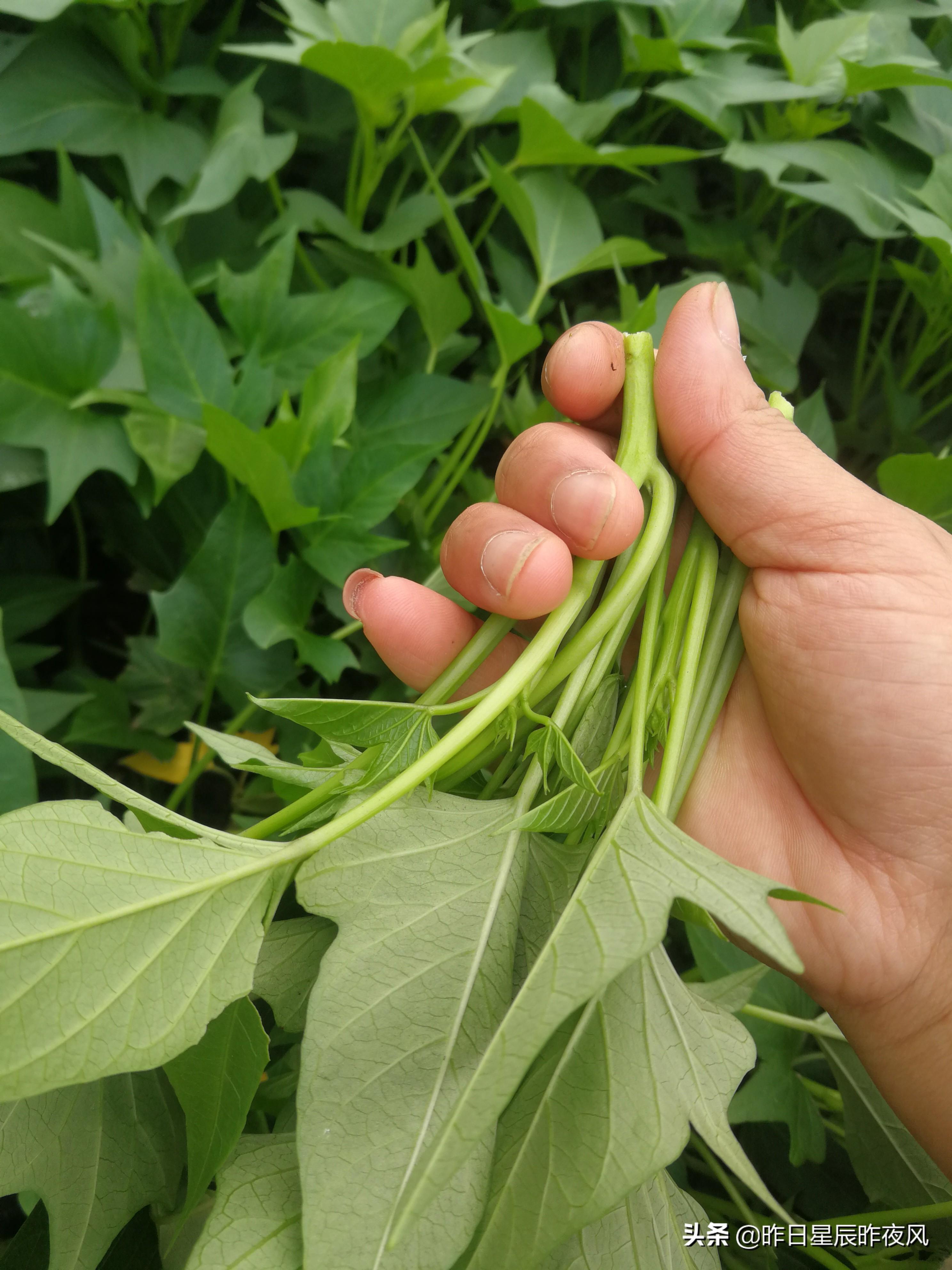 红薯价格最新行情,市场机遇与自我超越的探寻之旅