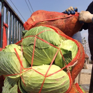湖北包菜价格动态,湖北包菜价格动态，一场寻找内心平静的绿色之旅