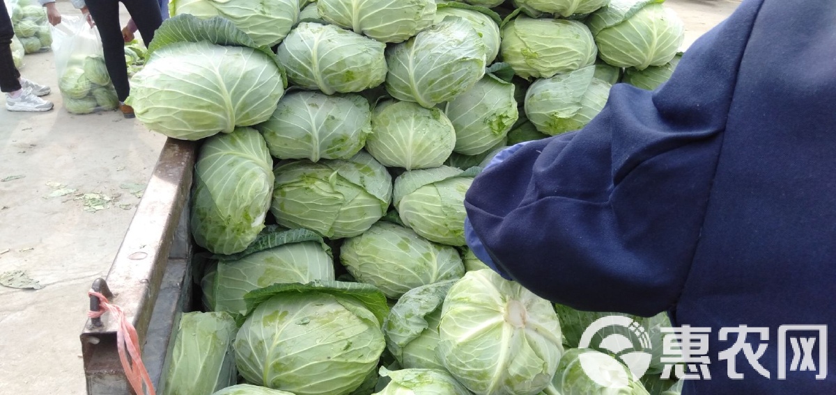 湖北包菜价格动态,湖北包菜价格动态,一场寻找内心平静的绿色之旅