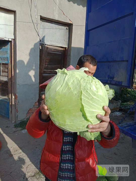 湖北包菜价格动态,湖北包菜价格动态,一场寻找内心平静的绿色之旅