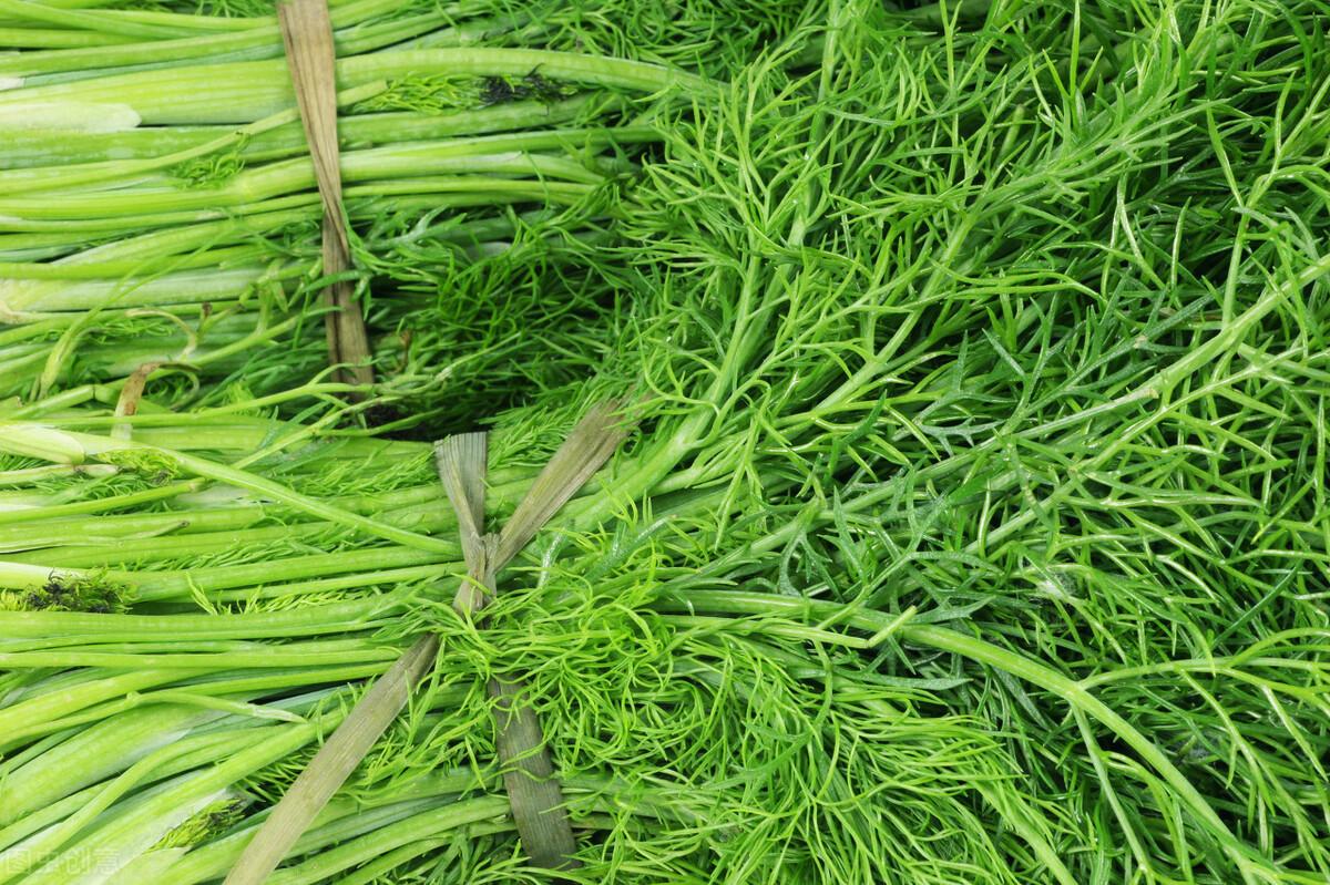 茴香价格动态，香气变化与你的关联