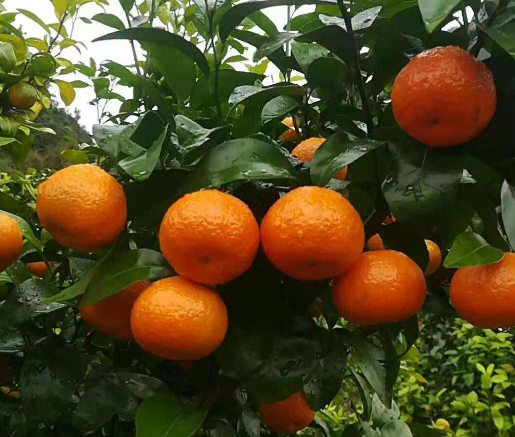 今年砂糖橘行情深度解析与观察🍊