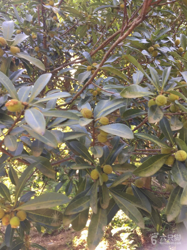 横河大山搬迁最新动态，力量重塑与未来希望