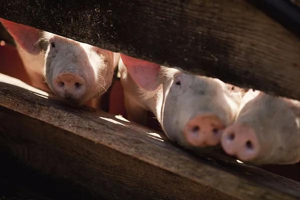 全国生猪市场价格动态，变化中的机遇与挑战的旅程