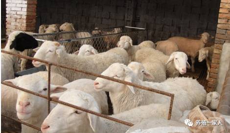 内蒙古活羊价格指南，如何了解与评估羊只价值