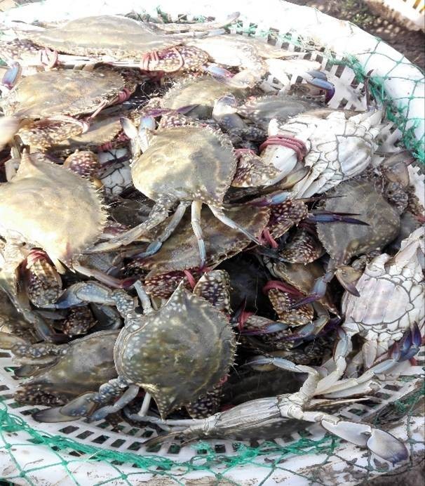 最新蟹类养殖技术,最新蟹类养殖技术——科技重塑水生世界,开启蟹类养殖新纪元