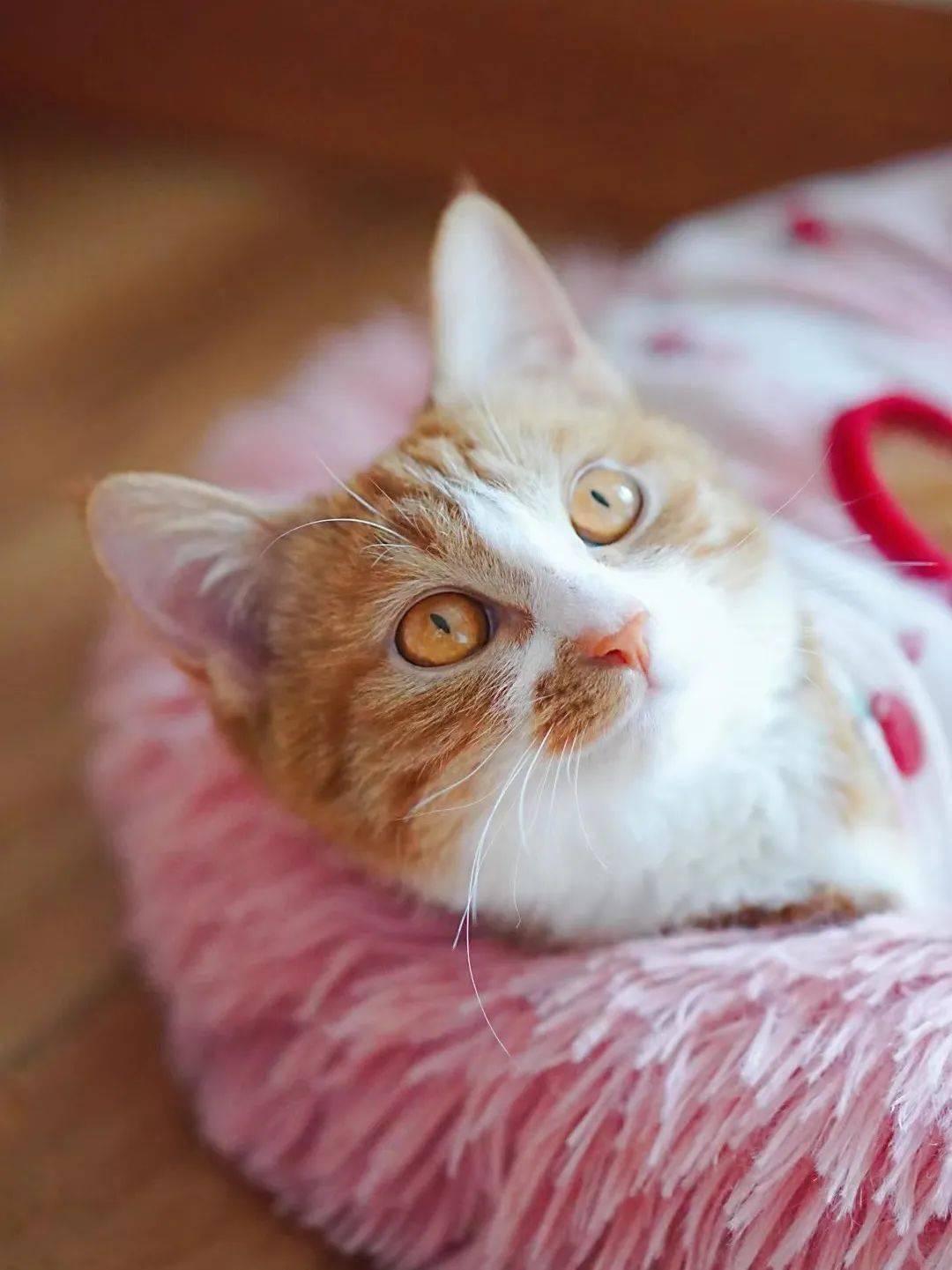 猫咪资讯速递，探索猫咪的自信成长与优雅步伐