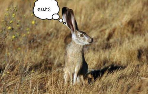 最新夜间捕猎兔子视频，揭秘夜间捕兔三大要点深度解析