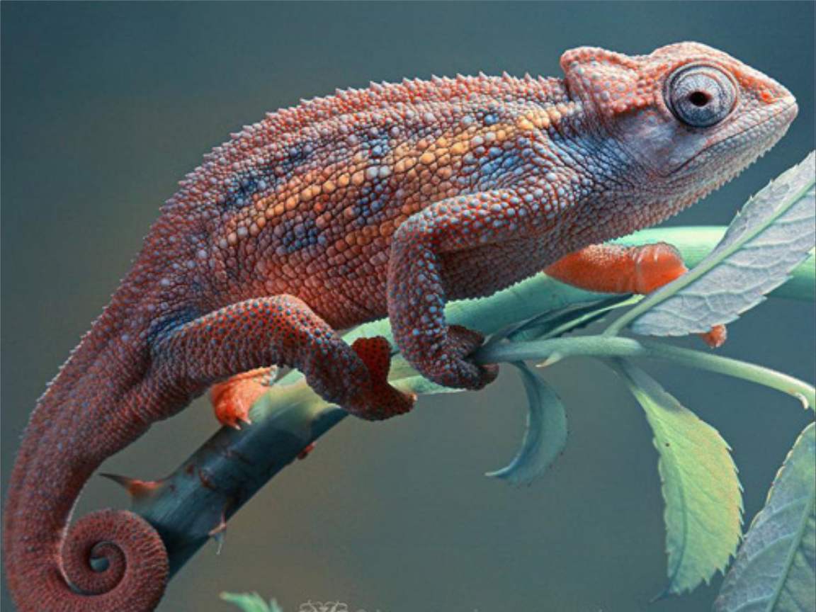 全新版变色龙,小巷中的神秘瑰宝