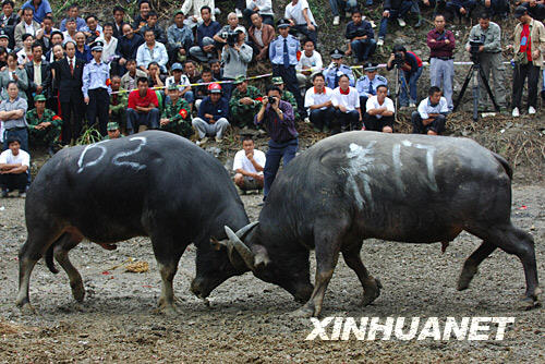贵州斗牛传奇篇章,回顾2017年斗牛比赛的精彩瞬间