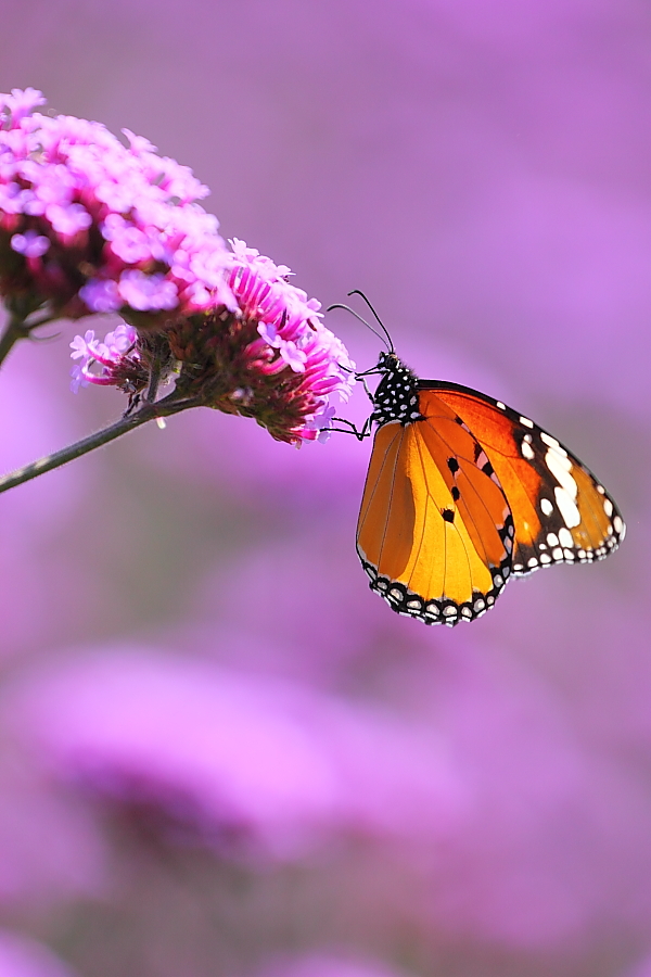 紫蝶舞动新篇章,任务完成与技能学习指南