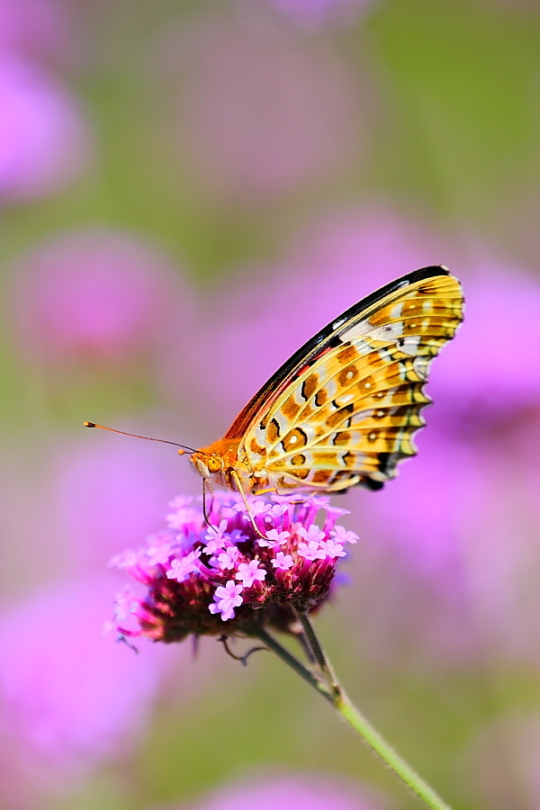 紫蝶舞动新篇章,任务完成与技能学习指南
