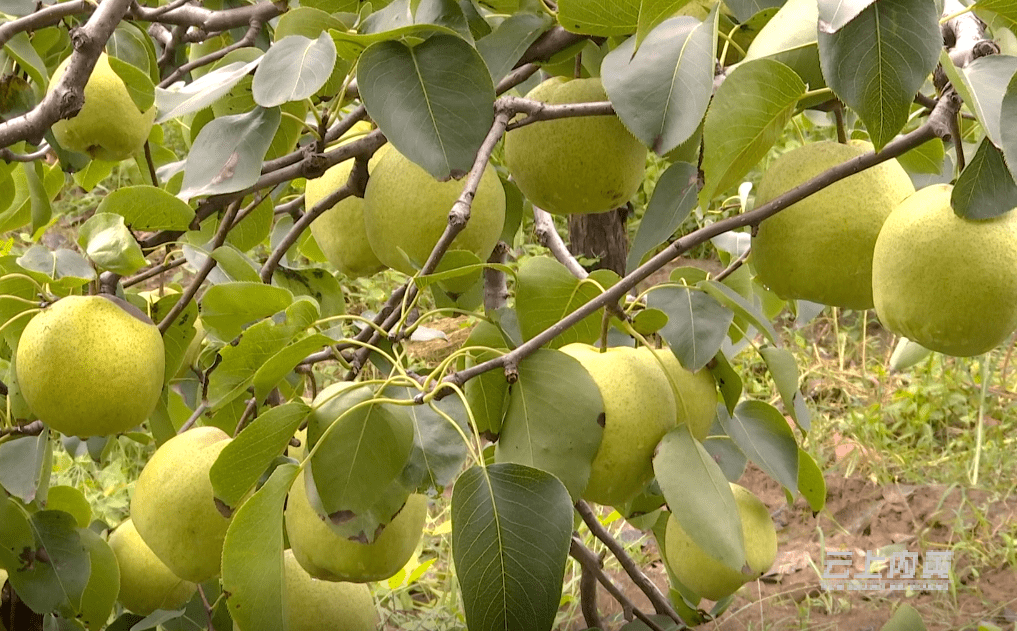 黄金梨上市,尝鲜攻略及知识大全
