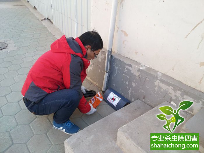最新灭鼠技术的观点论述与立场阐述，创新方法的探索与挑战