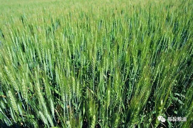 河北小麦价格最新行情概览与指南