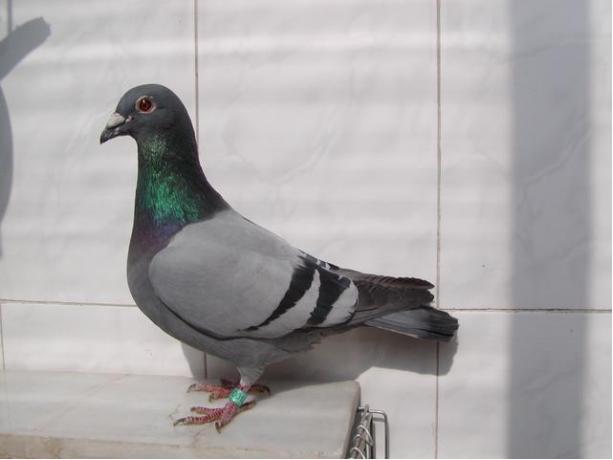 赛鸽定向新进展揭秘,小巷中的神秘宝藏探索