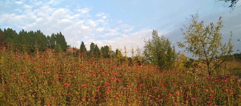城中园林新通知发布,启程探索自然美景,寻找内心平静之旅