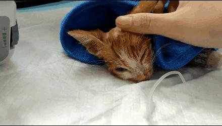 猫球比赛，激发潜力的励志之旅