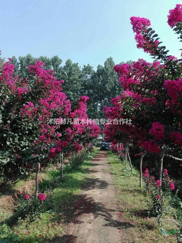 速生紫薇最新报价，开启自然美景的旅行邀请