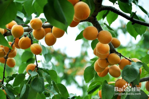 科技之光下的杏树新品种果实革命介绍