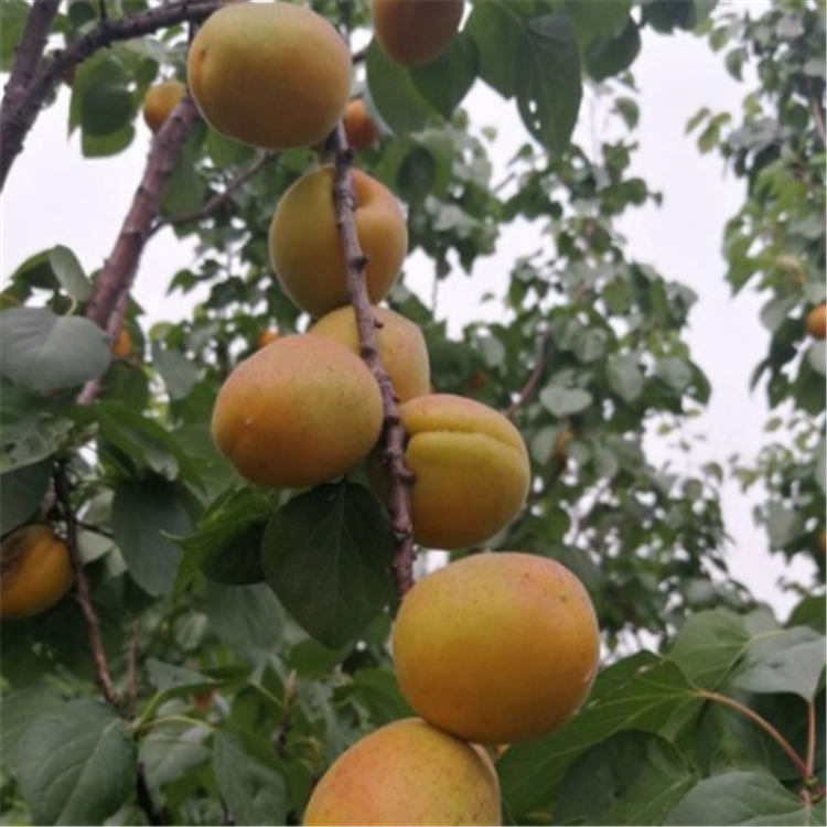 科技之光下的杏树新品种果实革命介绍