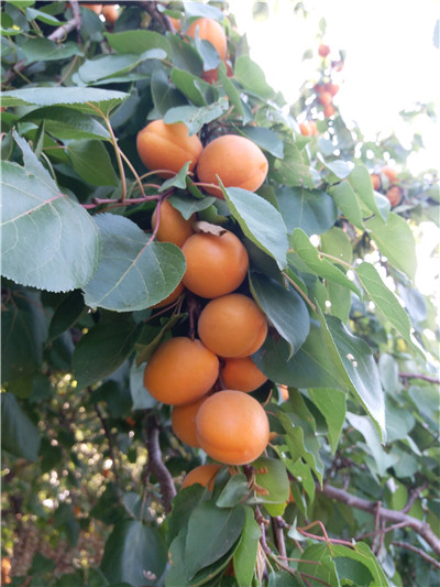 科技之光下的杏树新品种果实革命介绍