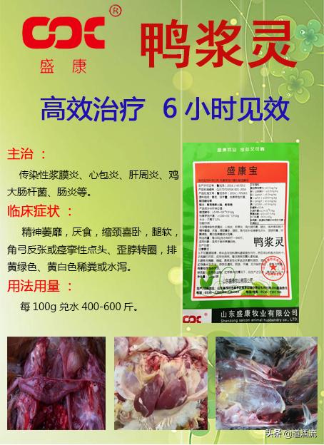 现在鸭苗行情详解,选购、养殖与盈利的全方位指南