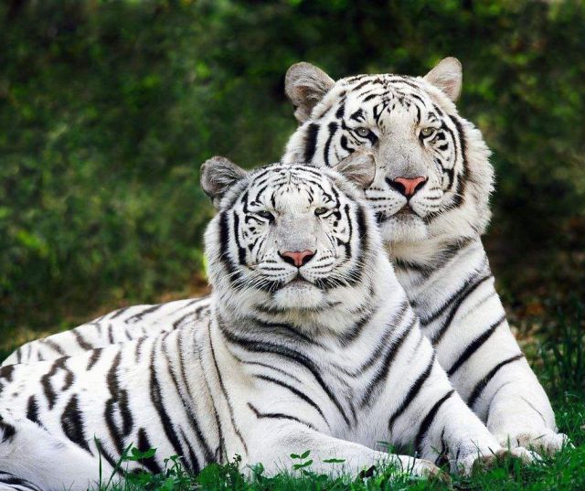 四虎官网的温馨日常风采展示